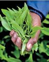 Tea export earnings rise 13% YoY to $ 1.4 b in first 11 months0