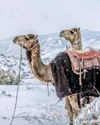 Saudi Arabia witnesses rare snowfall for first time in 30 years Saudi Arabia witnesses rare snowfall for first time in 30 years12
