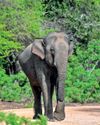 Elephants in the fridge and humans in the wedge?17