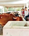 Capacity-building program in India for Lankan dairy farmers24