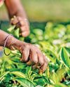 Tea grower's story: Context for humanity26