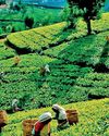 Tea export volume up 7% YoY in January; average FOB up 5.6% Tea export volume up 7% YoY in January; average FOB up 5.6%2