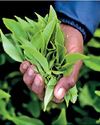 Tea Sales Average dips in February30