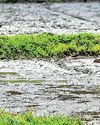 Food insecurity is the 'hidden devil' of global conflicts: The case of urea Food insecurity is the 'hidden devil' of global conflicts: The case of urea33