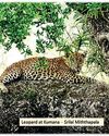 Meditating monks and the leopards of Kumana National park42