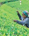 April tea export volumes, earnings fall amid Mideast shipping disruptions Daily FT