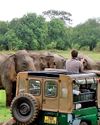 How much is a wild Sri Lankan elephant worth? How much is a wild Sri Lankan elephant worth?33