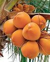 Govt. unveils plan to streamline king coconut cultivation, boost export earnings Govt. unveils plan to streamline king coconut cultivation, boost export earnings20