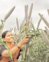 धान के बजाय बाजरे और मक्के की खेती करने से बढ़ सकती है किसानों की आय : अध्ययन धान के बजाय बाजरे और मक्के की खेती करने से बढ़ सकती है किसानों की आय : अध्ययन6