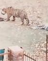 श्रद्धालुओं के लिए बंद किया त्रिनेत्र गणेश मार्ग, रणथंभौर दुर्ग में फिर बढ़ा टाइगर मूवमेंट22