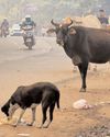आवारा पशुओं को लेकर दुविधा: “मानवीय” तरीके खोजने के लिए जारी है संघर्ष आवारा पशुओं को लेकर दुविधा: “मानवीय” तरीके खोजने के लिए जारी है संघर्ष13