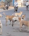 आवारा कुत्तों पर सुप्रीम कोर्ट की सख्त टिप्पणी26