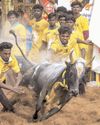 तमिलनाडु के अलंगनल्लूर में जल्लीकट्टू प्रतियोगिता में सांडों ने मारी बाजी9