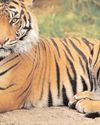 अभयारण्य से बाहर निकला बाघ जंगल में लौटा, बढ़ती बाघ संख्या से वन विभाग पर दबाव19