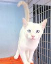 SPCA calls for these donations to repair and upgrade cattery11