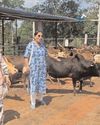 'मातृछाया' ने कामधेनु गौशाला चिकमगलूर में की गौ सेवा 'मातृछाया' ने कामधेनु गौशाला चिकमगलूर में की गौ सेवा