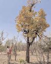 हरित ऊर्जा या अस्तित्व ? राजस्थान के जंगल-आश्रित समुदाय दुविधा में हरित ऊर्जा या अस्तित्व ? राजस्थान के जंगल-आश्रित समुदाय दुविधा में