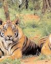 सरिस्का टाइगर रिजर्व की सीमा को युक्तिसंगत बनाने की योजना को मंजूरी27