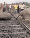 पटरियों पर कब तक मरते रहेंगे 'हाथी मेरे साथी'?22