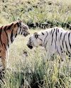सैलानियों के लिए प्रमुख आकर्षण बने नाहरगढ़ जैविक उद्यान की टाइगर एवं लायन सफारी18