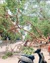 गिरा पेड़ पांच घंटे में हुआ पत्ती विहीन10