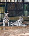 मैत्री बाग में आएगा तेंदुआ और भालू का जोड़ा, 7 सफेद बाघ सहित 340 वन्य प्राणियों का कुनबा बढ़ा रहा शोभा10