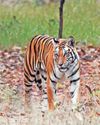 মাসিমার খাসতালুকে3