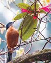 ভরা বসন্তে ল্যান্ডরোভারে সান্দাকফু1