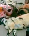 कार की चपेट से 19 भेड़ व बकरियों की मौत, 9 घायल15