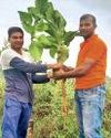 6 वर्ष में 500 से अधिक पौधे रोपे, 150 पौधे वृक्ष का रूप धारण कर चुके पर्यावरण बचाने ग्रीन ग्रुप के युवाओं ने कसी कमर7