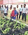हवा में कोयले पर ऑर्किड की खेती कर रहा कुहकुहा का किसान, सालाना आय 50 लाख9