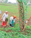 बारिश के जोर पकड़ते ही कृषि कार्य में जुटे किसान7