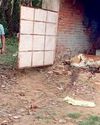 पशु चिकित्सालय के सामने तड़पती रही गाय, किसी ने नहीं ली सुध7