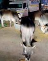 आवारा गौवंश के लिए जन सहयोग से की जा रही दाना पानी की व्यवस्था12
