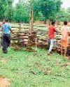 ग्रामीणों ने श्रमदान करते हुए प्राथमिक शाला सिवनी की बांस से बनाई बाउंड्रीवॉल10