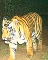 उदंती टाइगर रिजर्व में बाघ के पांव के मिले निशान, वन विभाग की टीम जांच में जुटी उदंती टाइगर रिजर्व में बाघ के पांव के मिले निशान, वन विभाग की टीम जांच में जुटी1