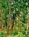 राजकीय वृक्ष साल पर मंडरा रहा अस्तित्व का खतरा, साल दर साल सिमट रहा जंगल का दायरा राजकीय दर्जा मिलने के बावजूद सिकुड़ते जा रहे साल के जंगल राजकीय वृक्ष साल पर मंडरा रहा अस्तित्व का खतरा, साल दर साल सिमट रहा जंगल का दायरा राजकीय दर्जा मिलने के बावजूद सिकुड़ते जा रहे साल के जंगल3