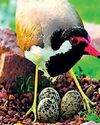 ये चिड़िया रातोंरात बना देगी करोड़पति इसके अंडों पर लोग गड़ाए रखते हैं नजर78