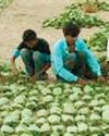 सात करोड़ का तेंदूपत्ता बोनस घोटाला, ईओडब्लू ने चार वनकर्मी सहित 11 लोगों को किया गिरफ्तार10