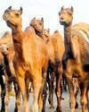सबसे कीमती आंसू, 26 सांपों के जहर का इलाज है ऊंट के आंसू की एक बूंद24
