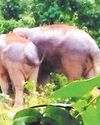कंचनपुर में भटक रहा है चार दिन से बेलागहना और रतनपुर में फसलों को नुकसान पहुंचा रहा हाथी8