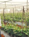 नवाचारी किसान पीतांबर : तरबूज, पपीता, खीरा से कमा रहा लाखों नवाचारी किसान पीतांबर : तरबूज, पपीता, खीरा से कमा रहा लाखों