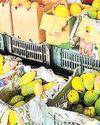 मंडी और हाट बाजारों में फलों के राजा 'आम' की आवक दशहरी, चौसा और लंगड़ा आम के दाम कम, तरबूज-खरबूज की भी भरमार मंडी और हाट बाजारों में फलों के राजा 'आम' की आवक दशहरी, चौसा और लंगड़ा आम के दाम कम, तरबूज-खरबूज की भी भरमार