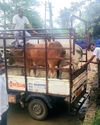 जिले में गोवंश से होने वाली दुर्घटना को रोकने चलाया विशेष अभियान7