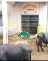 शासकीय सामुदायिक भवन में भरे लहसुन और प्याज14