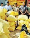 फतेहाबाद में डेढ़ करोड़ का 1050 किलो चूरापोस्त बरामद, एक तस्कर गिरफ्तार6