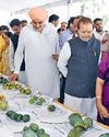 पिंजौर के यादविन्द्रा गार्डन में 32वां मैंगो मेला शुरू4