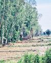 आंधी-तूफान ने मचाई तबाही, मकान गिरा, पेड़ व खंभे टूटे1