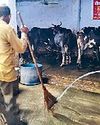 निगम की टीम व स्वयंसेवी संस्थाओं के सदस्यों ने गोशाला में की सफाई5