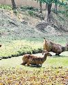 प्रबंध पानी की व्यवस्था के साथ-साथ बाडों पर एग्रोमेट, चिक और तिरपाल भी लगाए लघु चिड़ियाघर में जीवों को गर्मी से बचाने के लिए विभाग ने लगाए कूलर9
